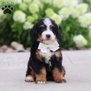 Cupcake, Mini Bernedoodle Puppy